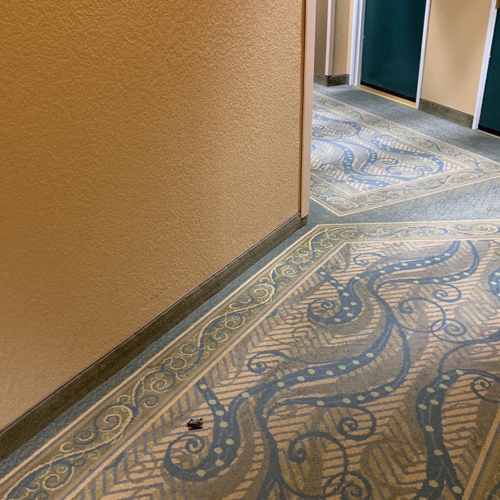 Tropicana Laughlin - A Caesars Rewards Destination - Dead Bat - Hotels Near Me - Laughlin, Nevada