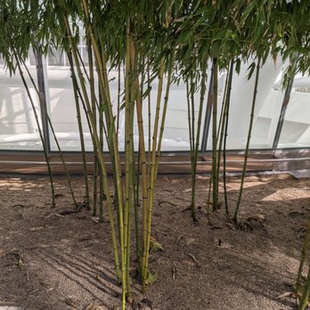 Salesforce Park - Nice bamboos! - Parks Near Me - San Francisco, California