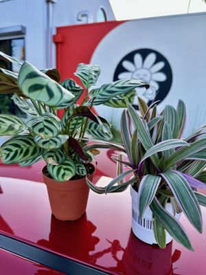 Creature's Plants & Coffee by null