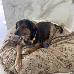 Perfectly groomed goodest boy