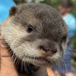 Nurtured By Nature - Baby otter