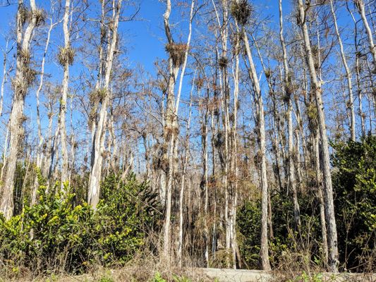 Big Cypress National Preserve by null