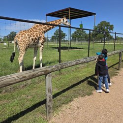 Aggieland Safari - Feeding the giraffes