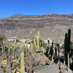 Cactualdea