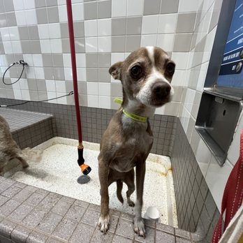 Pet Food Express - brown and white dog in bathing station - Pet Stores Near Me - Long Beach, California Pet Food Express - brown and white dog in bathing station - Pet Stores Near Me - Long Beach, California
