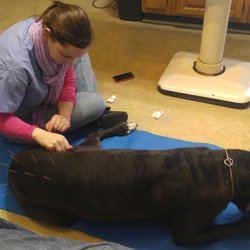 Middletown Animal Clinic - Rosie receiving acupuncture!