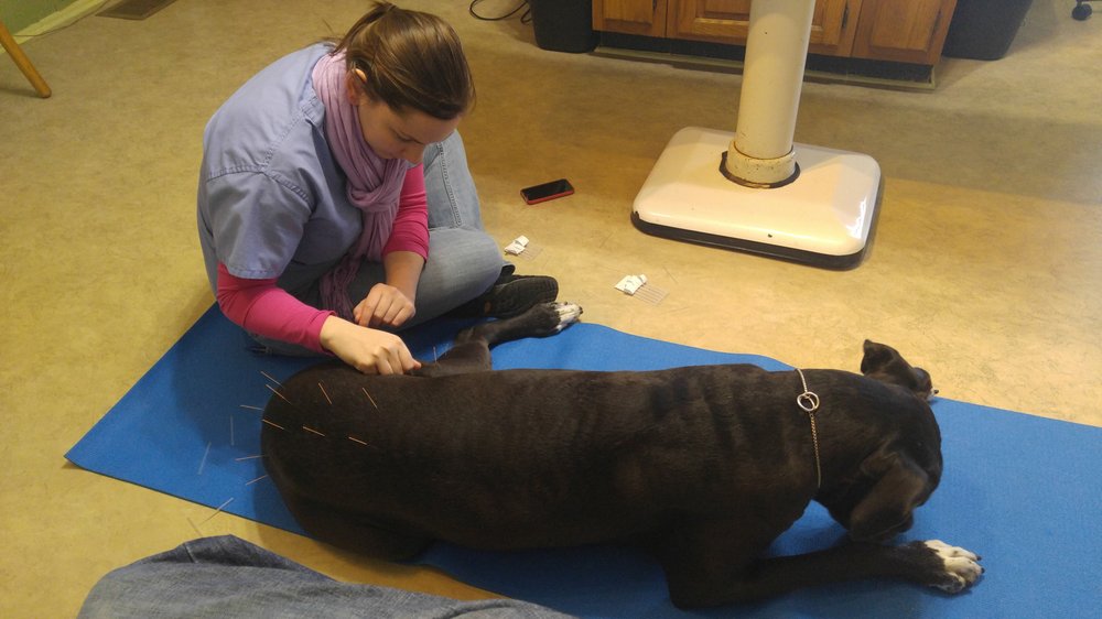 Middletown Animal Clinic - pet boarding facility in Middletown, KY