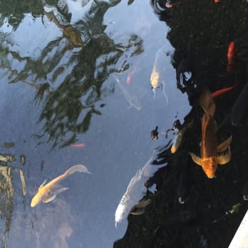 Cane & Canoe - Koi ponds on the walk in! - Cocktail Bars Near Me - Lahaina, Hawaii
