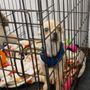 Photo of Christines Paws Spa