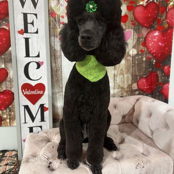 The Pampered Pup - Pet Groomers Near Me - Mobile, Alabama