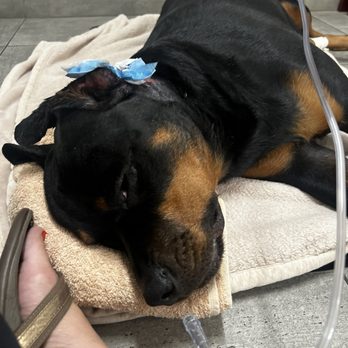 Veterinary Emergency Group - Emergency Pet Hospital Near Me - Encinitas, California Veterinary Emergency Group - Emergency Pet Hospital Near Me - Encinitas, California
