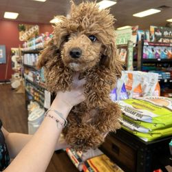 Barking Dogs Self-Wash & Grooming - Mesa