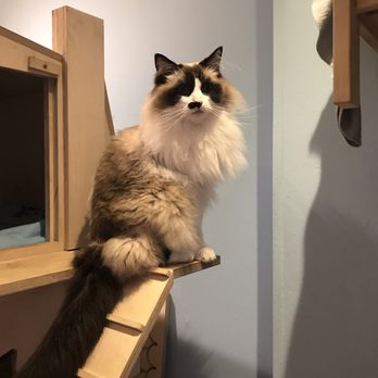 Maison de Moggy - Cafes Near Me - Edinburgh, EDH Maison de Moggy - Cafes Near Me - Edinburgh, EDH