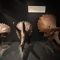 Museum of the Rockies - Triceratops
