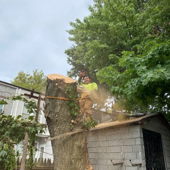 Quality Tree Care Service - Tree Services Near Me - Brentwood , New York Quality Tree Care Service - Tree Services Near Me - Brentwood , New York