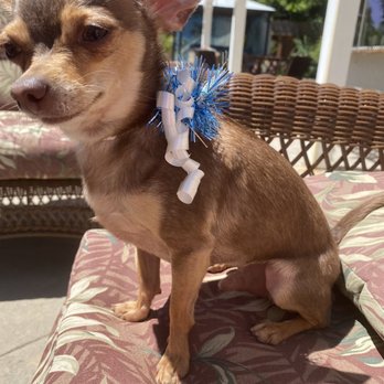 Mary's Pet Salon - Tuco after his bath and nail trim - Pet Stores Near Me - Thousand Oaks, California Mary's Pet Salon - Tuco after his bath and nail trim - Pet Stores Near Me - Thousand Oaks, California