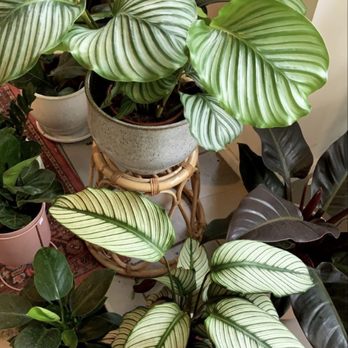 Dondurmino - Plants and Design Store, Cocodema - Ice Cream & Frozen Yogurt Near Me - Istanbul, 34