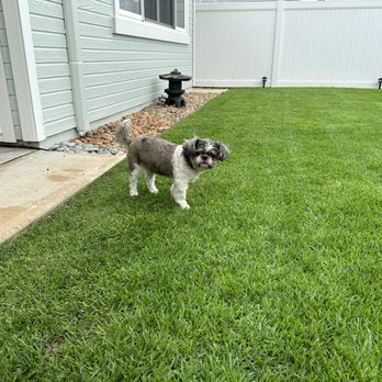 Aloha 'Aina Landscaping - Our pup checking it out, 10 weeks after initial installation. - Landscaping Near Me - Waimanalo, Hawaii