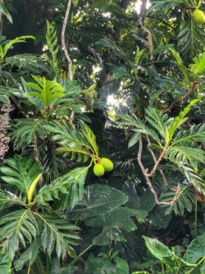 Kahanu Garden, National Tropical Botanical Garden by null