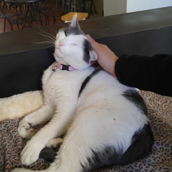 Le Cat Cafe - Pet Adoption Near Me - Philadelphia, Pennsylvania Le Cat Cafe - Pet Adoption Near Me - Philadelphia, Pennsylvania