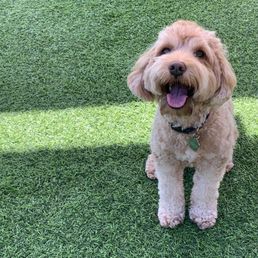Brady is having the time of her life at the Crafty Canine!!