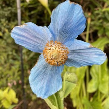 Thompsons' Nursery - Himalayan Blue Poppy - Nurseries & Gardening Near Me - Waldport, Oregon Thompsons' Nursery - Himalayan Blue Poppy - Nurseries & Gardening Near Me - Waldport, Oregon
