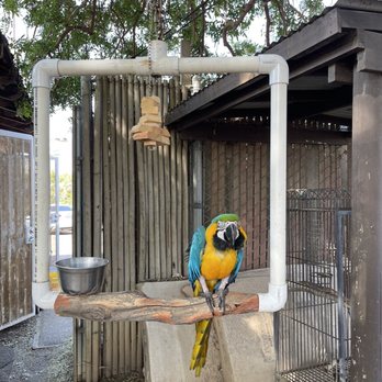 Free Flight - Animal Shelters Near Me - Del Mar, California