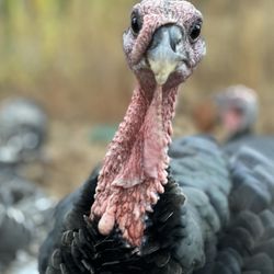 Douglas Orchard & Farm - Fresh turkeys. Put your order in this summer for a delicious organically fed, free range Turkey.