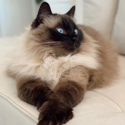 8 year old Puff. 8 year old Puff.
