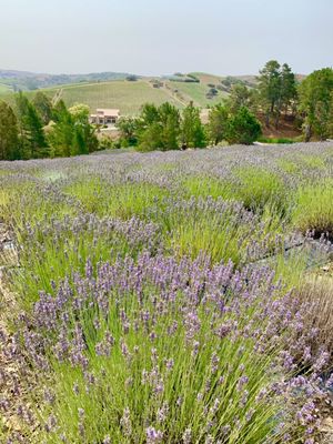 Monte-Bellaria di California by null