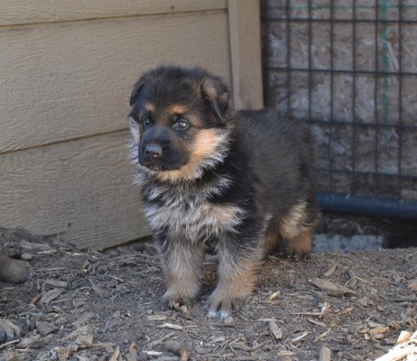 von rief german shepherds