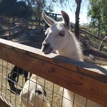Greenspot Farm - You're able to feed animals for a small fee - Farmers Market Near Me - Mentone, California
