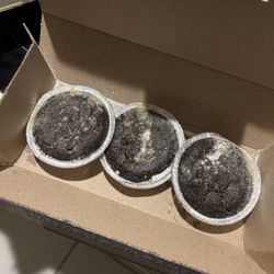 Domino's Pizza - Sorry excuse for a lava cake
