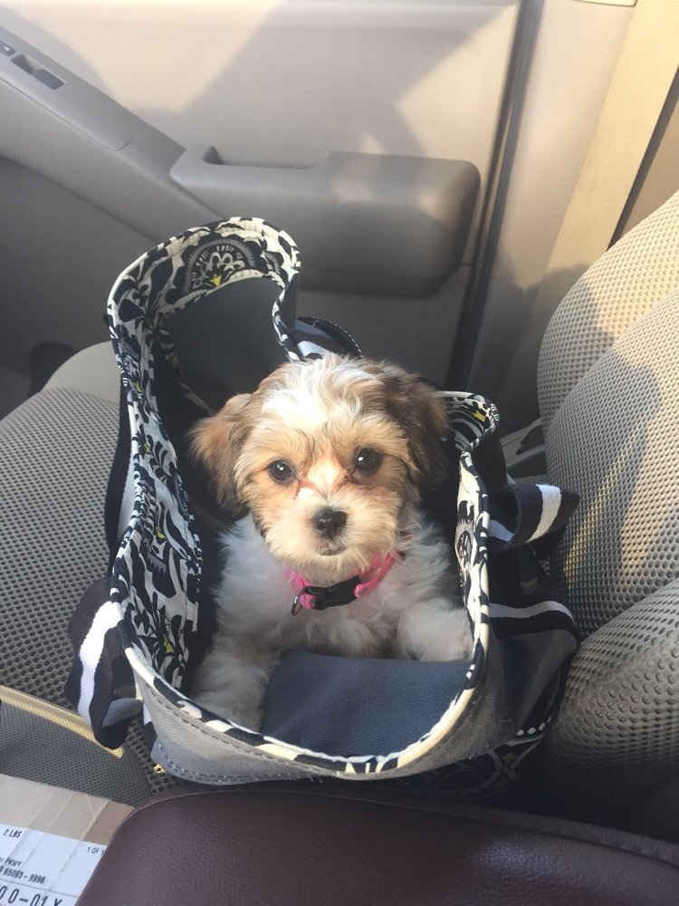 PUPPY STOP Updated October 2024 4265 Osage Beach Pkwy, Osage Beach