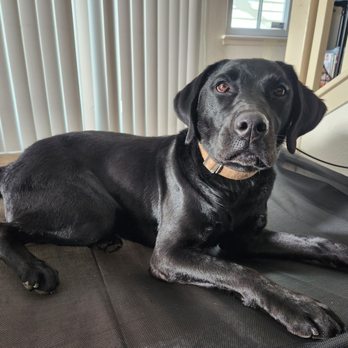 Canine Confidential - After Canine Confidential- Hanging out in the living room calmly for the first time not in his crate - Pet Training Near Me Canine Confidential - After Canine Confidential- Hanging out in the living room calmly for the first time not in his crate - Pet Training Near Me