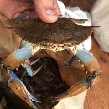 Bell's Seafood - a hand holding a crab - Seafood Markets Near Me - Walterboro, South Carolina