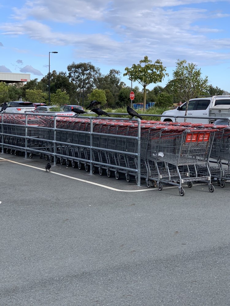 COSTCO 71 Photos & 18 Reviews 1739 Cook Court, North Lakes