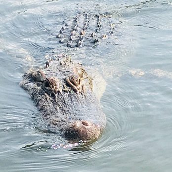 Airboat Adventures - Up close and personal with "Whodat" - Boat Tours Near Me - Lafitte, Louisiana Airboat Adventures - Up close and personal with "Whodat" - Boat Tours Near Me - Lafitte, Louisiana