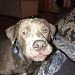 Oasis Veterinary Hospital - Not a very clear photo but you can see how bad my baby looks!! Losing hair around his eyes, mouth, ears, stomach and legs