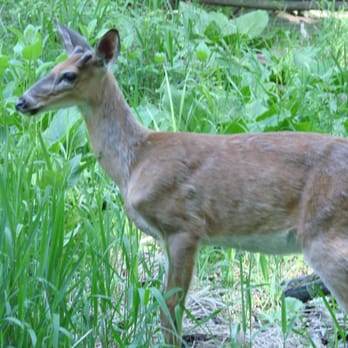 Stage Nature Center - A young buck at the nature center. - Hiking Near Me - Troy, Michigan Stage Nature Center - A young buck at the nature center. - Hiking Near Me - Troy, Michigan