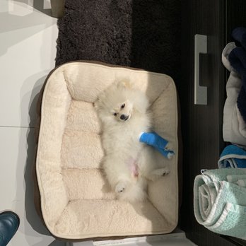Kool & Kute - Pre - Op  Surgery in 10 hours - Pet Groomers Near Me - Miami, Florida
