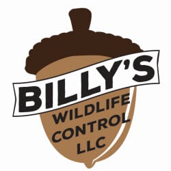 Billy's Wildlife Control