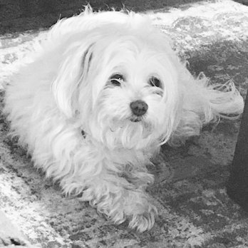 paw spa mobile dog grooming