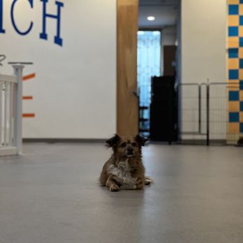 Howling Dog - Good morning Rafi! - Pet Sitting Near Me - Culver City, California