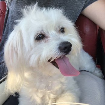 La Mia Bella Pet Salon - He's happy again! - Pet Groomers Near Me - Round Rock, Texas La Mia Bella Pet Salon - He's happy again! - Pet Groomers Near Me - Round Rock, Texas