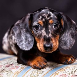 Advanced Veterinary Care of Olathe
