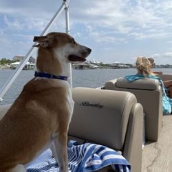 Lost Key Animal Clinic - Happy dog!