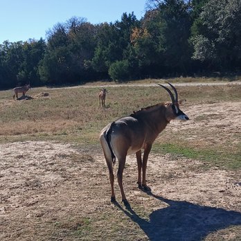 Fossil Rim Wildlife Center - Zoos Near Me - Glen Rose, Texas Fossil Rim Wildlife Center - Zoos Near Me - Glen Rose, Texas