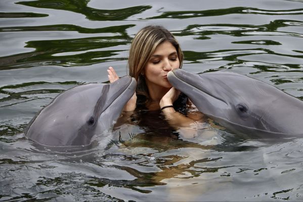 Dolphins Plus Marine Mammal Responder by null
