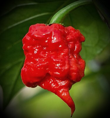 PuckerButt Pepper Co by null